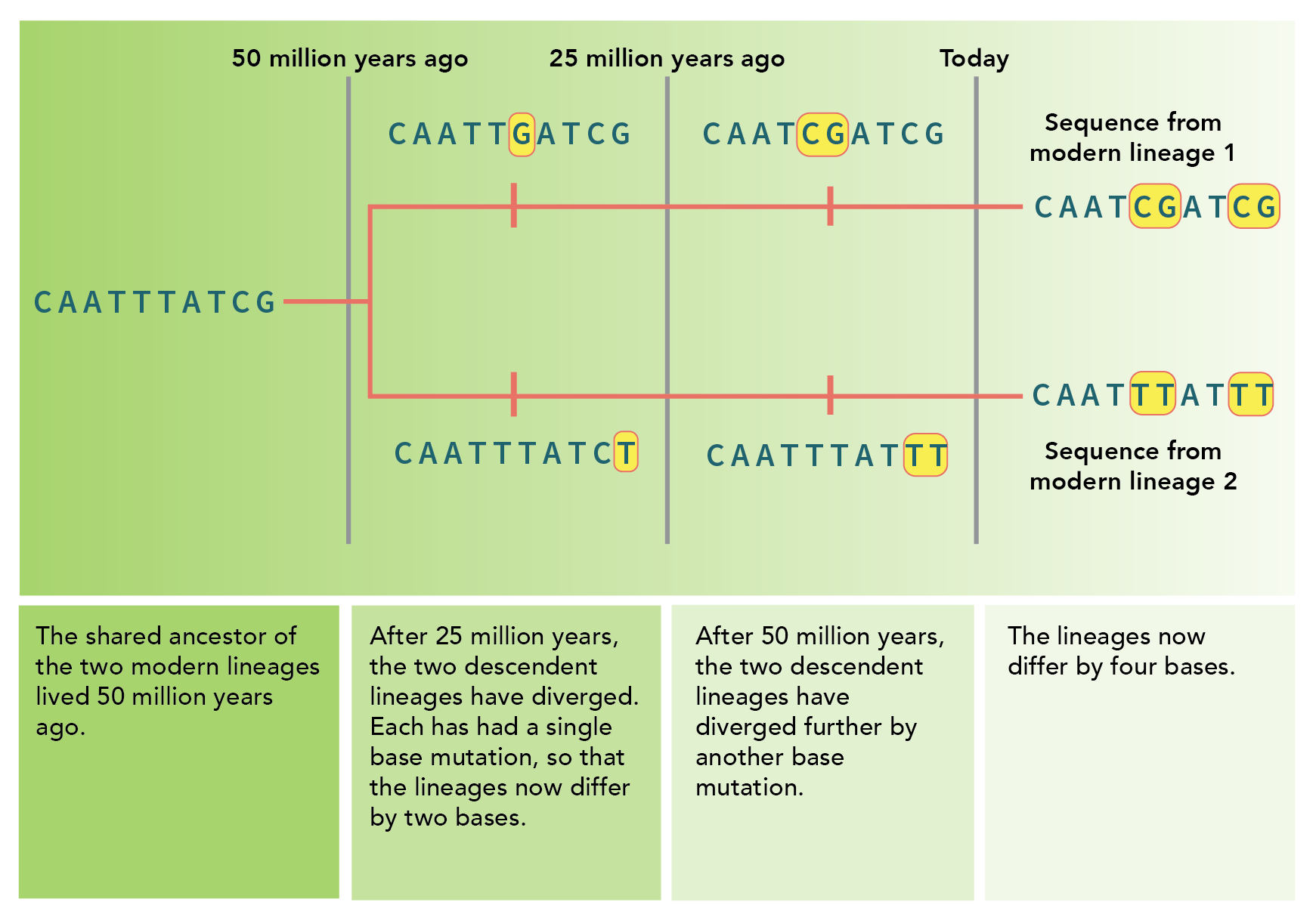 Shows a timeline along which a lineage diverges into two. A stretch of DNA sequence is shown for each time period. Each lineage accumulates on mutation per 25 million years. So after 50 million years, the sequences differ in 4 positions.