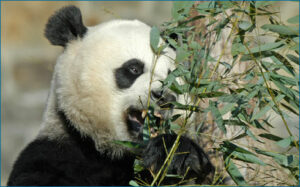 Panda grasping bamboo