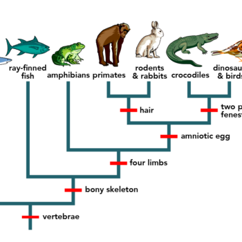 Vertebrate phylogeny