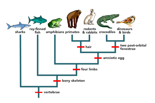 Vertebrate phylogeny