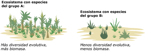 Shows two different ecosystems with the plants from the phylogenetic tree, group A on the left has more evolutionary diversity and biomass, group B has less evolutionary diversity and biomass.