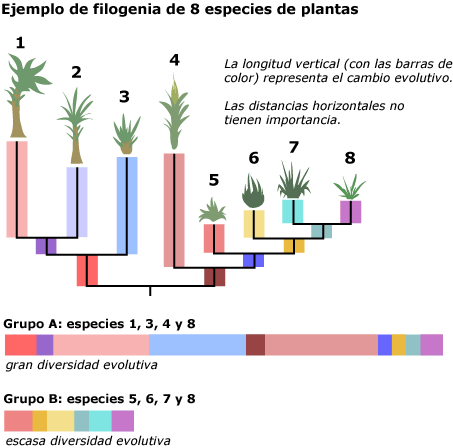 Phylogenetic tree with eight plant species showing differing evolutionary diversity between groups A and B, with group A having lots of evolutionary diversity and group B having little evolutionary diversity.