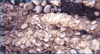 Deposits of fossil bivalve shells.