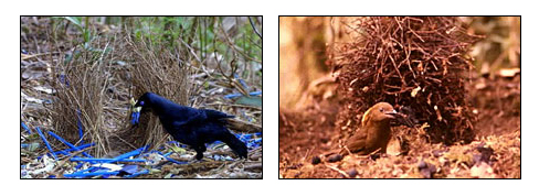 Photos of two species of male bowerbirds in their bowers.