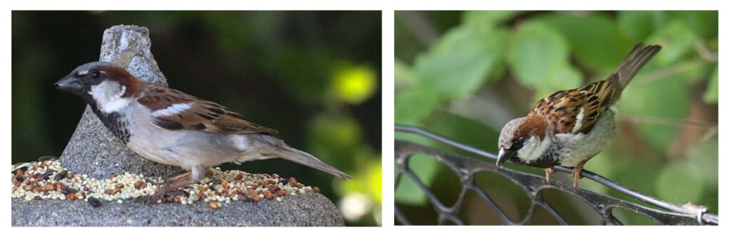 Northern and southern house sparrows