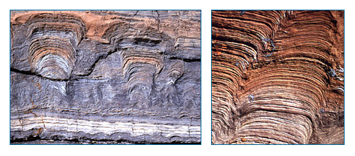 cross sections of fossil stromatolites showing a layered pattern