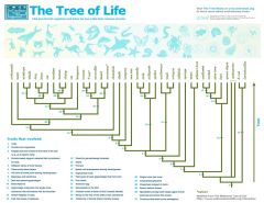 tree of life evolution poster
