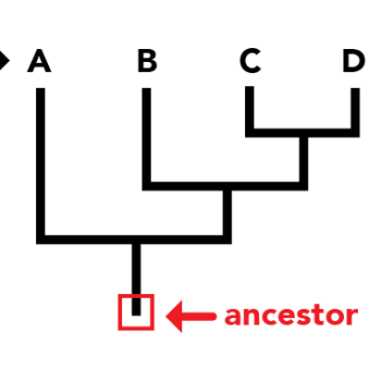 A phylogeny. Descendants are numbered 1, 2, 3, and 4 at the top. The very bottom of the phylogeny shows the ancestor. The top of the phylogeny shows recent species. The lower down a phylogeny, the further in the past the species is.