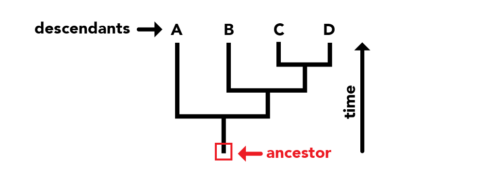A phylogeny. Descendants are numbered 1, 2, 3, and 4 at the top. The very bottom of the phylogeny shows the ancestor. The top of the phylogeny shows recent species. The lower down a phylogeny, the further in the past the species is.