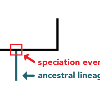 This image shows two parallel line connected at the bottom point by a horizontal bar. From a point in the middle of the horizontal bar, a blue line descends directly downward. The point in the middle of the horizontal bar that connects with the blue bar is the speciation event. The blue bar is the ancestral lineage.