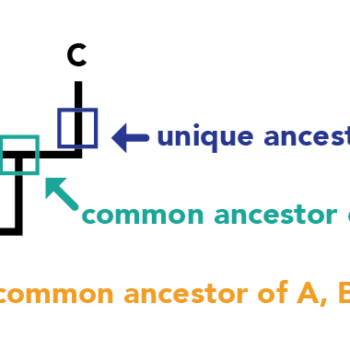 Shows the same phylogeny of A, B, and C as the previous one. The point representing the speciation event of A and B&C also represent the common ancestor of A, B, and C. The point showing the speciation event of B and C also represents the common ancestor of B and C. A point along the line to C represents a unique ancestor of C.