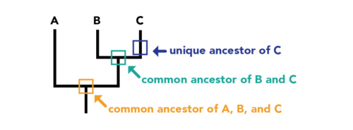 Shows the same phylogeny of A, B, and C as the previous one. The point representing the speciation event of A and B&C also represent the common ancestor of A, B, and C. The point showing the speciation event of B and C also represents the common ancestor of B and C. A point along the line to C represents a unique ancestor of C.