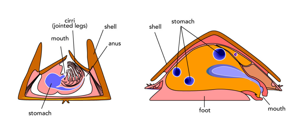 Cross sections of barnacles and limpets showing that they have very different body plans inside similar-looking shells.