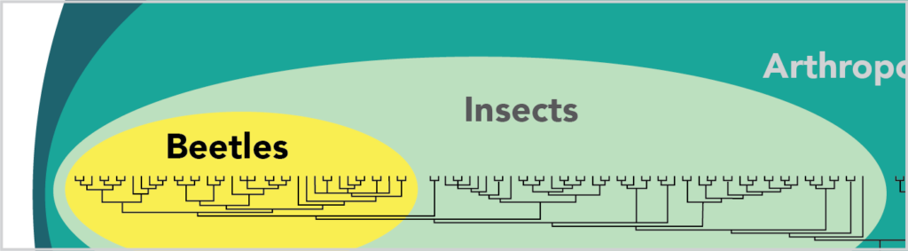 Evolutionary tree zooming in on the beetle clade.