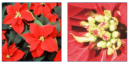 analogy and homology between a poinsettia and a typical flower