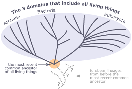 Tree showing that three clades of organisms, Archaea, Bacteria, and Eukaryota comprise all life.  They share a common ancestor and lineages existed before their most recent common ancestor