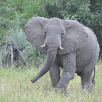 Tusked elephant in the wild