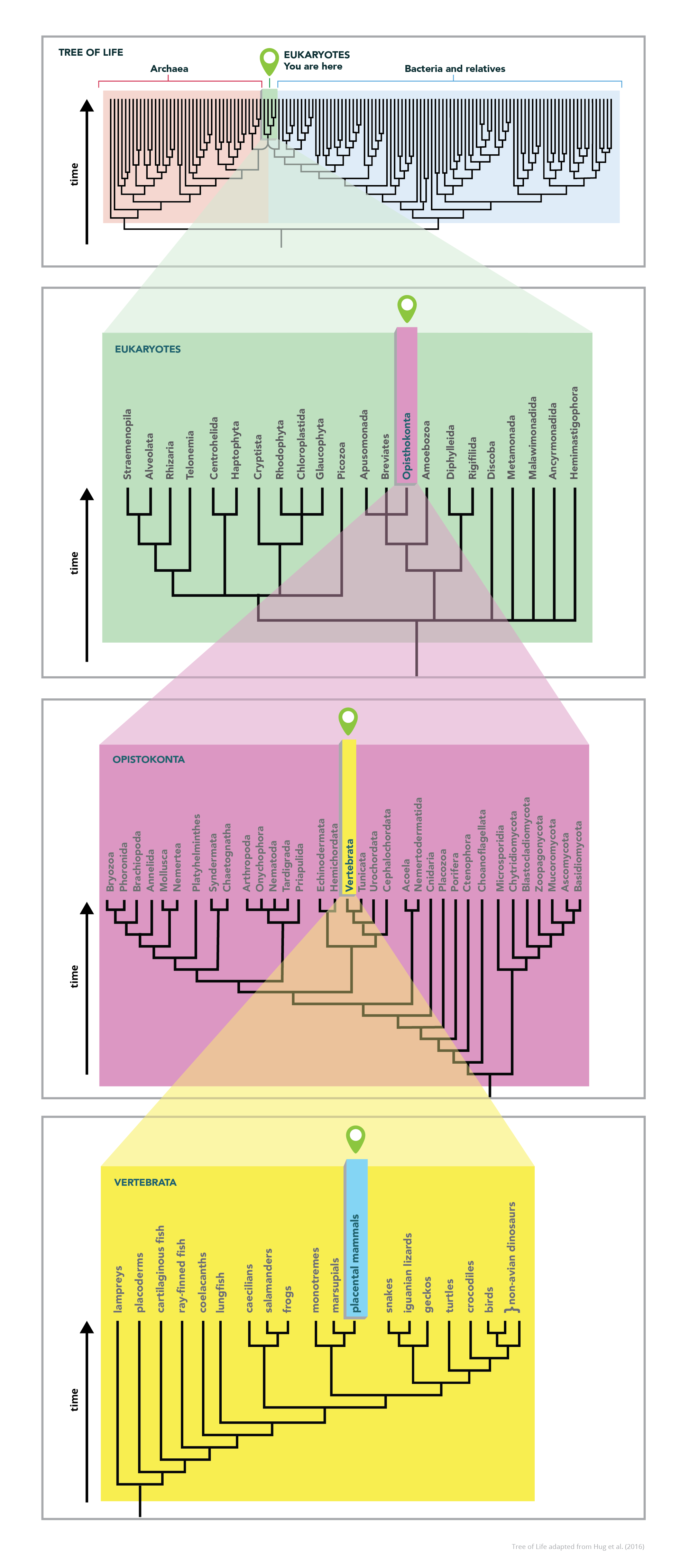 Series of phylogenies showing the process of zooming in on the branch belonging to Eukaryotes.