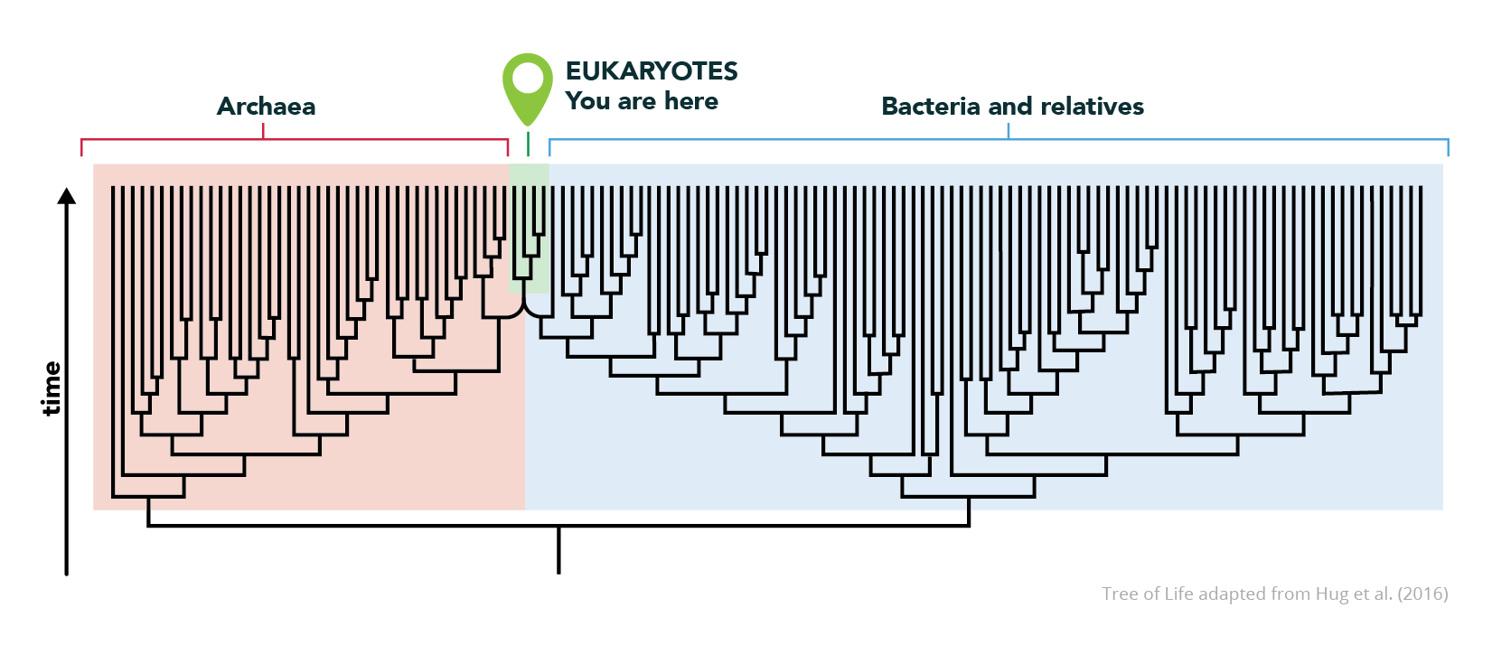 Large evolutionary tree showing Bacteria and relatives, Archaea, and Eukaryotes. Eukaryotes is highlighted green, is the smallest of the groups, and has a label stating "You are here."