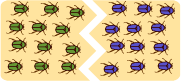 Beetles in a divided yellow field. Green beetles are on one side, purple on the other.