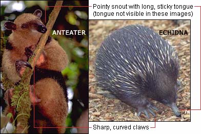 Anteater/echidna similarities