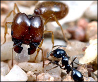 A large ant with big jaws and a smaller darker ant