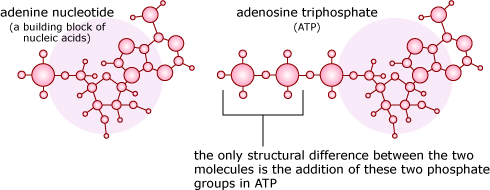 Two molecules, an adenine nucleotide and an adenosine triphosphate (ATP). The only structural difference between the two is the addition of phosphate groups in the ATP.