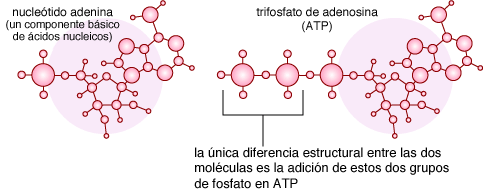 nucleotido adenina y ATP