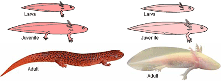 An adult axolotl resembles a juvenile salamander, though there are also key differences