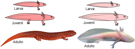 adult axolotls resemble juvenile salamanders, though there are also key differences