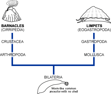 Barnacle-limpet phylogeny