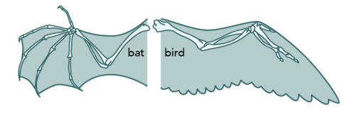 bat_bird_wings_english-500x164.png