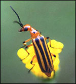A beetle with striped wings sits on top of a yellow flower