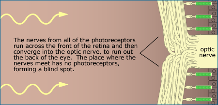 an illustration of the blind spot on the retina