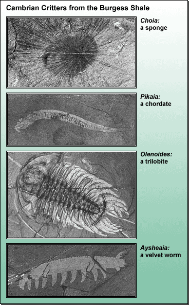 Four images of fossilized Cambrian critters