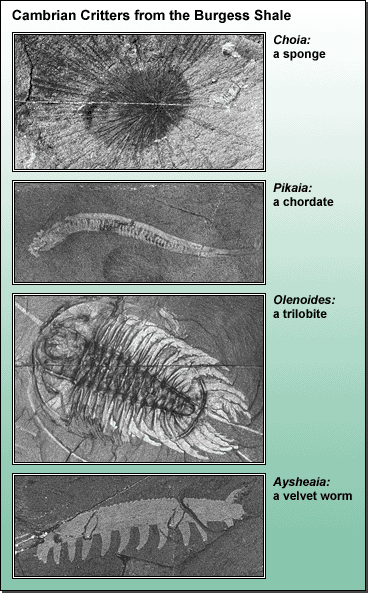 cambrian period plants