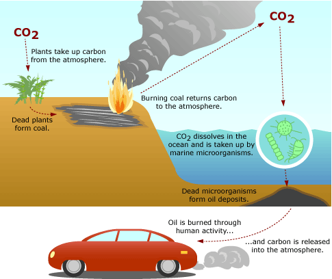 a carbon cycle