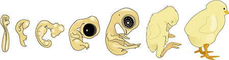 Stages of chick development from embryo to baby chick.