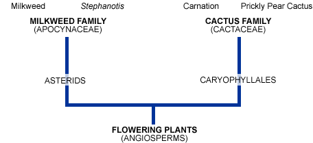 Hoodia/cholla phylogeny