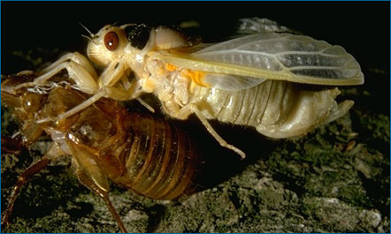 cicada shedding its exoskeleton