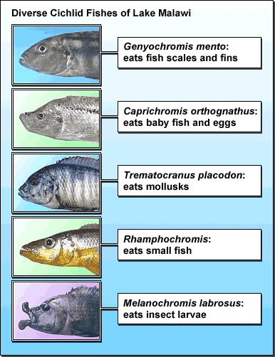 This image shows different Cichlid fishes of Lake Malawi