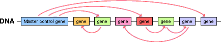 A control gene and other genes are marked on a lineage stretch of DNA. Arcing red lines indicates that the master control gene controls downstream genes, which in turn control each other.