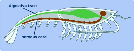 an arthropod's nervous and digestive systems