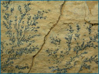 image of dendrites