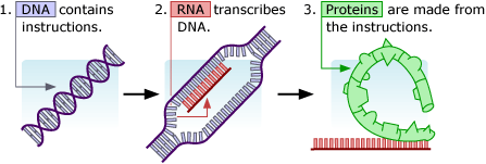First, DNA contains instructions. Then RNA transcribes DNA.  Finally, proteins are made from the instructions.