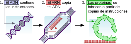 ADN, ARN, y proteinas