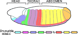 Genes are marked in different colors on a linear strand of DNA. Corresponding colors on the body of a developing fly indicate that which tissues express which genes.