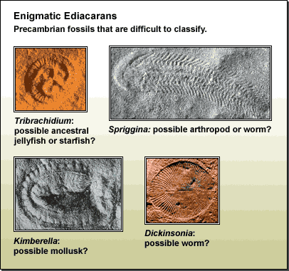Enigmatic ediacarans: Precambrian fossils that are difficult to classify