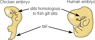 Chicken and human embryo showing that they both have slits homologous to fish gill slits and a tail.
