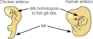 embryological similarities definition